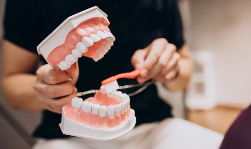 Dentist holding dental model demonstrating teeth structure and oral care techniques in clinical setting.